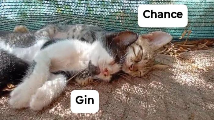 Dolcissimi gattini di 2 mesi