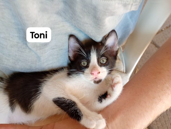 Dolcissimi gattini di 2 mesi