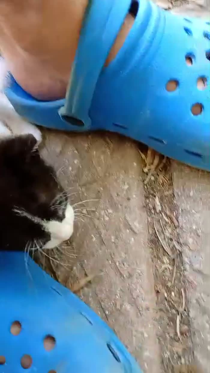 Dolcissimi gattini di 2 mesi - media 5