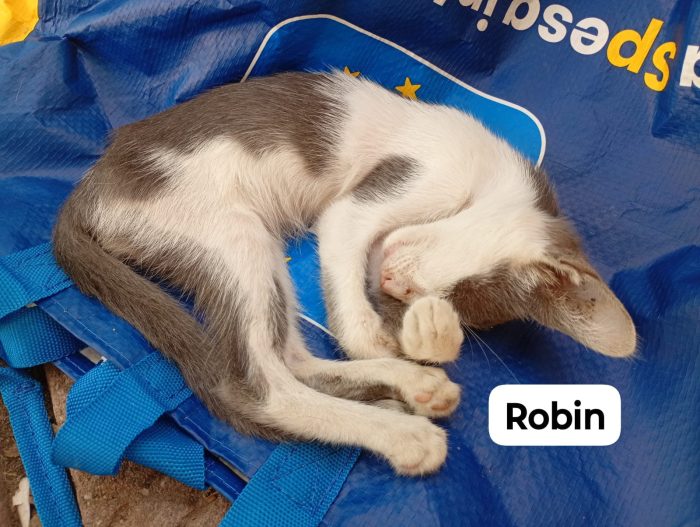 Dolcissimi gattini di 2 mesi - media 4