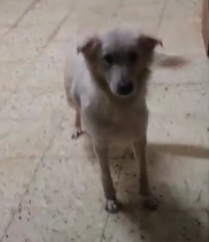 Vera 3anni tg media salvata con 1figlioletto,vivono in 1garage.COSENZA - media 4