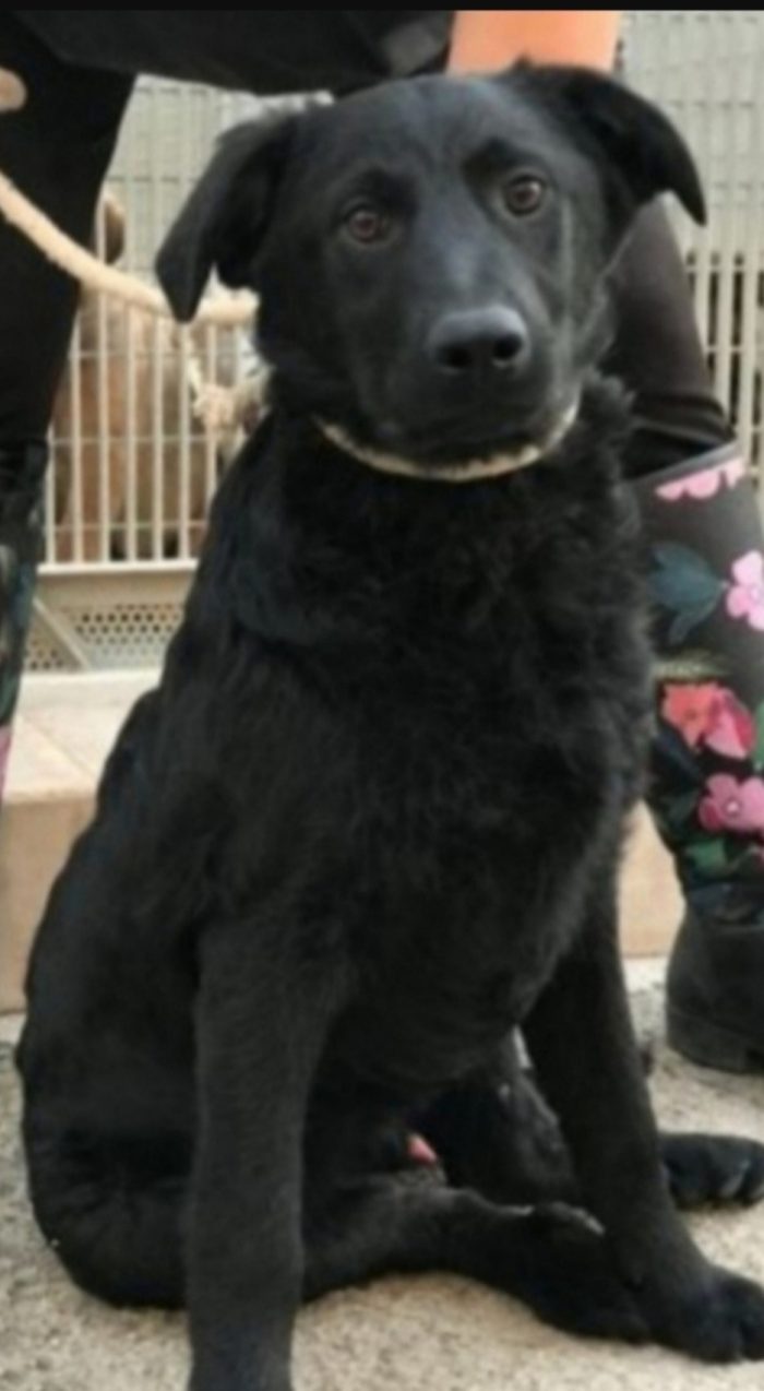 Benny nero adulto buon carattere in canile da cucciolo.PUGLIA