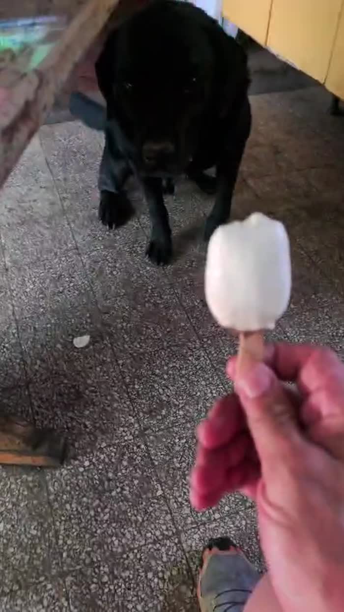 Salvato da maltrattamento cerca una famiglia per sempre