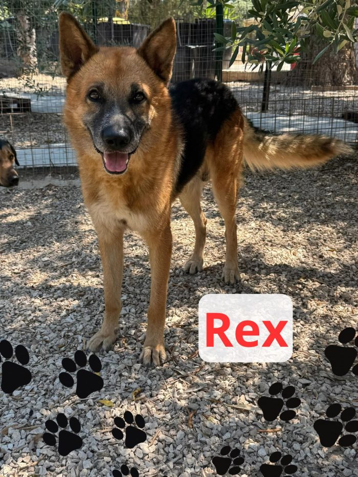 Rex, abbandonato e legato fuori da una villa dismessa