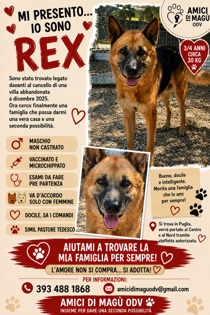 Rex, abbandonato e legato fuori da una villa dismessa - media 4