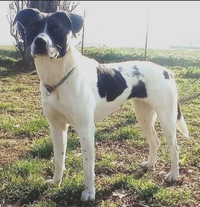 Polka 5/6anni kg23/25 salvata tre anni fa MILANO - media 4