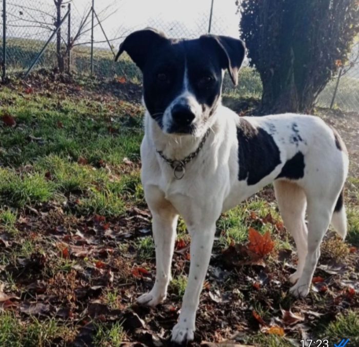 Polka 5/6anni kg23/25 salvata tre anni fa MILANO