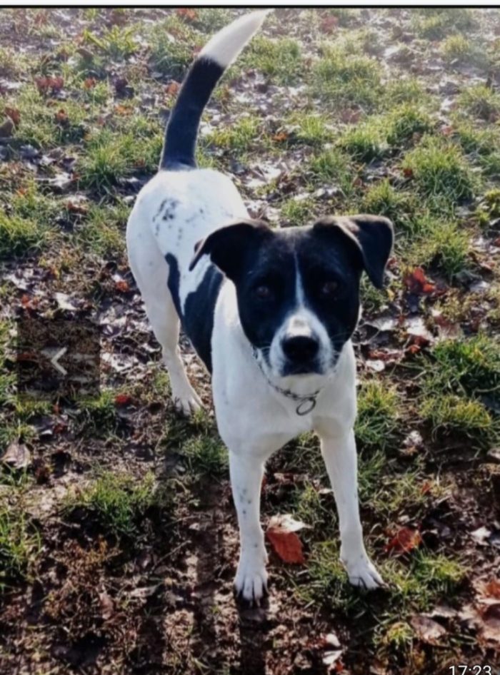 Polka 5/6anni kg23/25 salvata tre anni fa MILANO