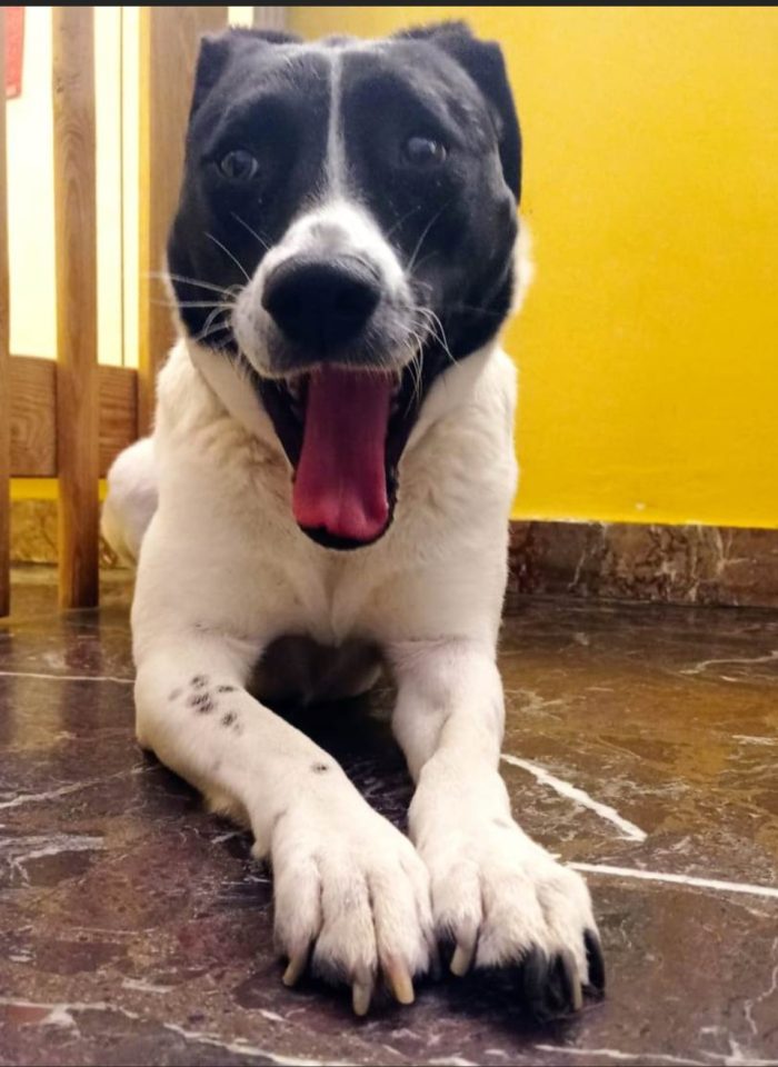 Polka 5/6anni kg23/25 salvata tre anni fa MILANO - media 8