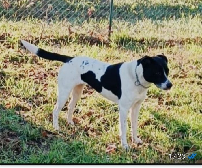 Polka 5/6anni kg23/25 salvata tre anni fa MILANO - media 9