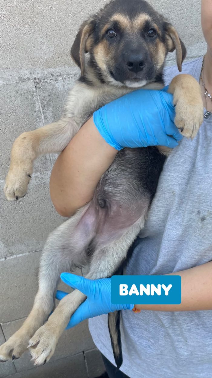 CUCCIOLI BELLISSIMI