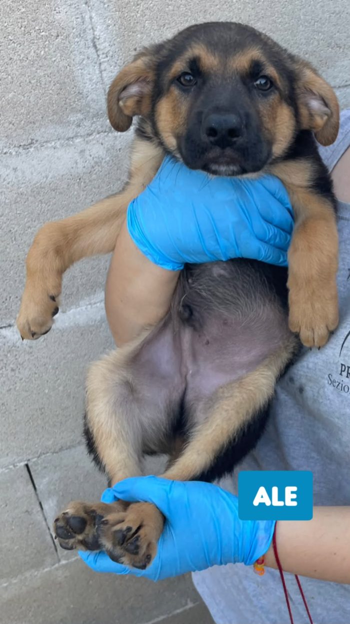 CUCCIOLI BELLISSIMI