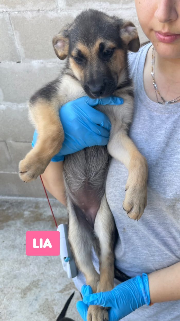 CUCCIOLI BELLISSIMI - media 4