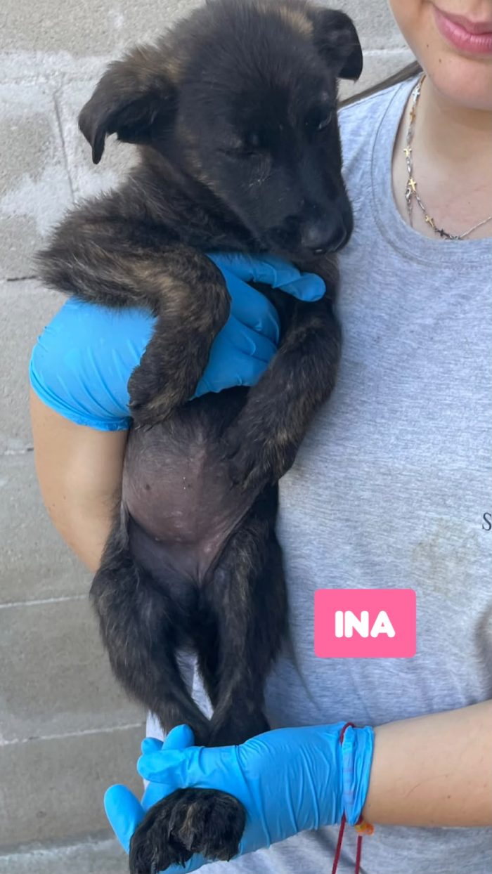 CUCCIOLI BELLISSIMI