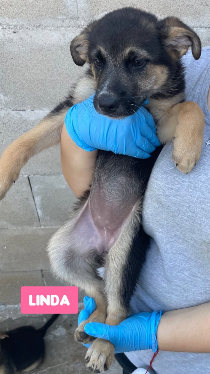 CUCCIOLI BELLISSIMI - media 8