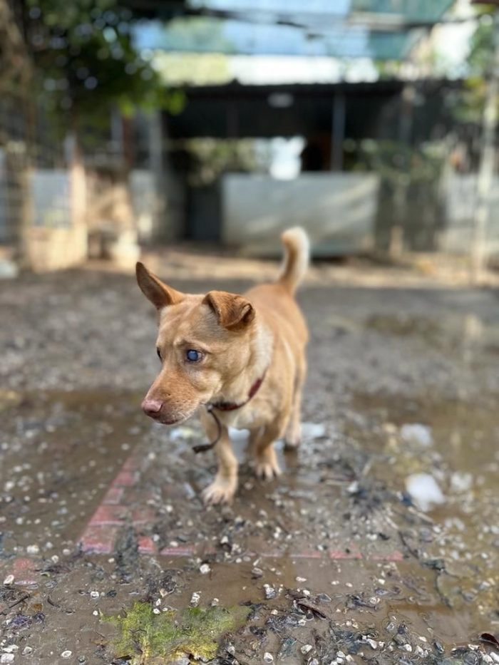 Ernesto splendido cagnolino taglia piccola