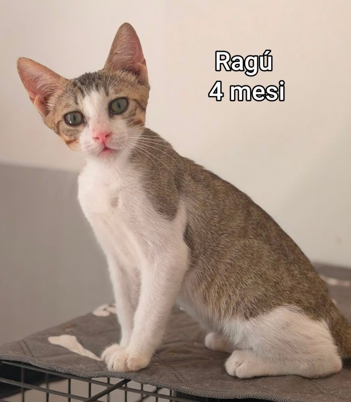 Stupendi micini abbandonati