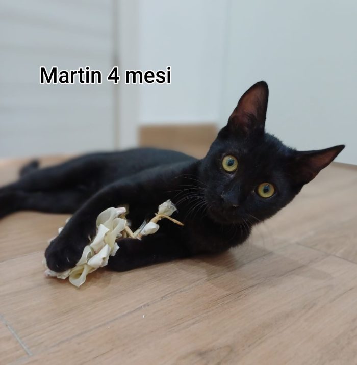 Stupendi micini abbandonati - media 4