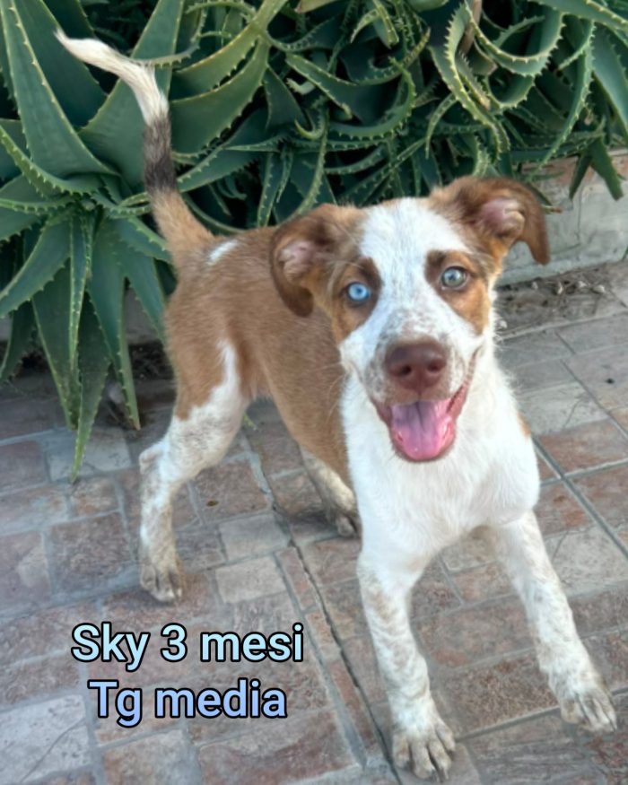 Urgenti adozioni per questi cuccioli
