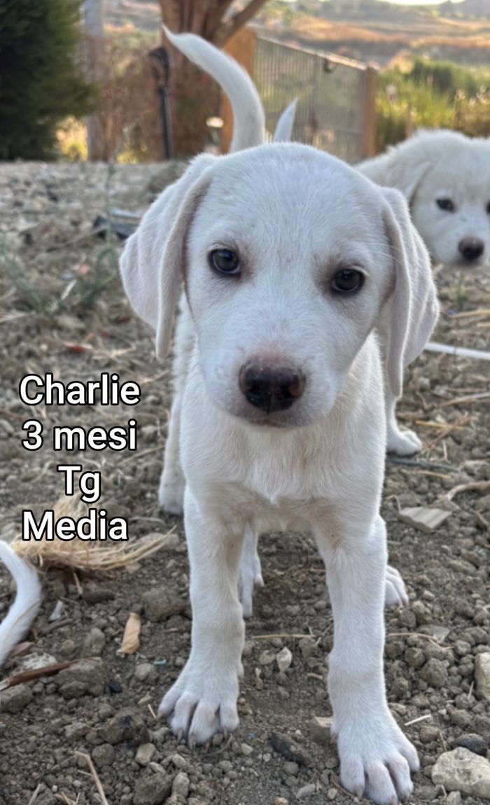 Urgenti adozioni per questi cuccioli