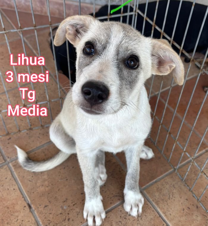 Urgenti adozioni per questi cuccioli - media 4