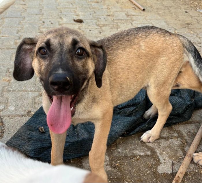Celine, cucciola invisibile! - media 4