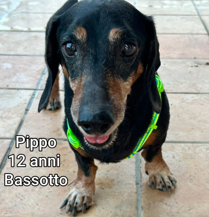Tanti cagnolini taglia piccola