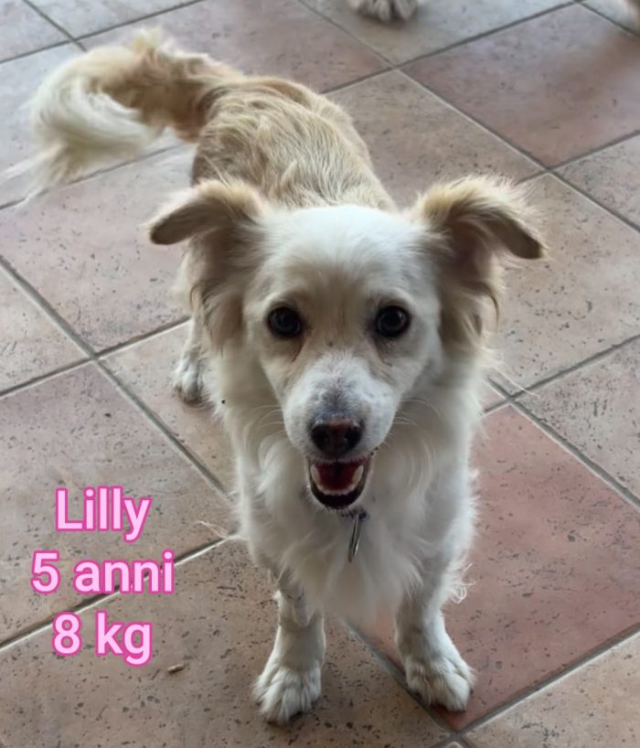 Tanti cagnolini taglia piccola