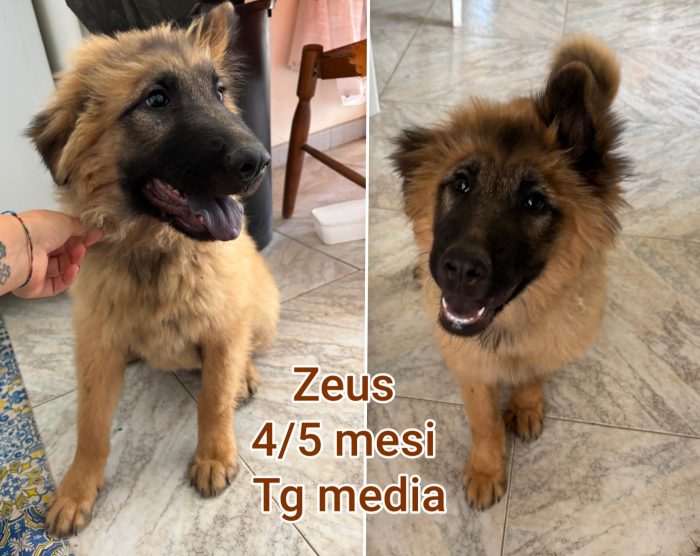 Troppi cuccioli in rifugio - media 7
