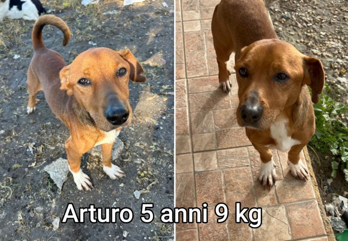 Scricciolini bisognosi - media 5