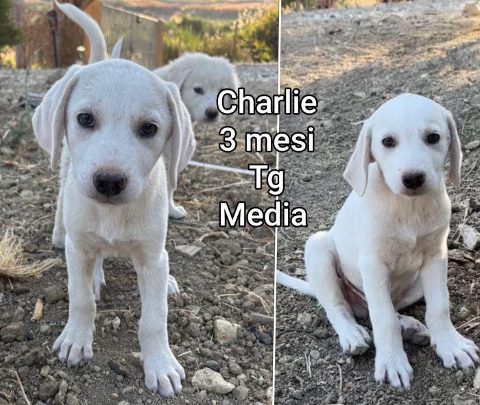 Tantissimi cuccioli - media 7