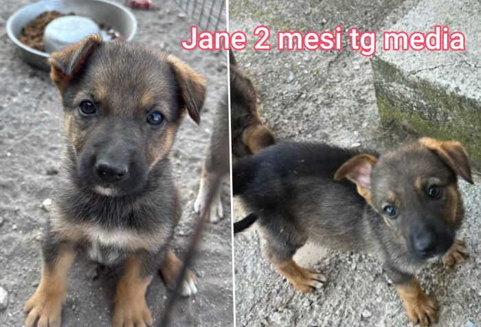 Tantissimi cuccioli - media 4