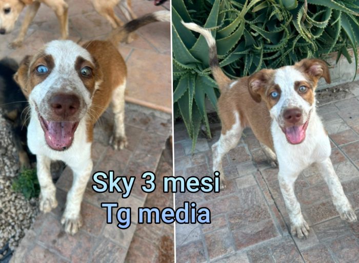 Tantissimi cuccioli - media 6