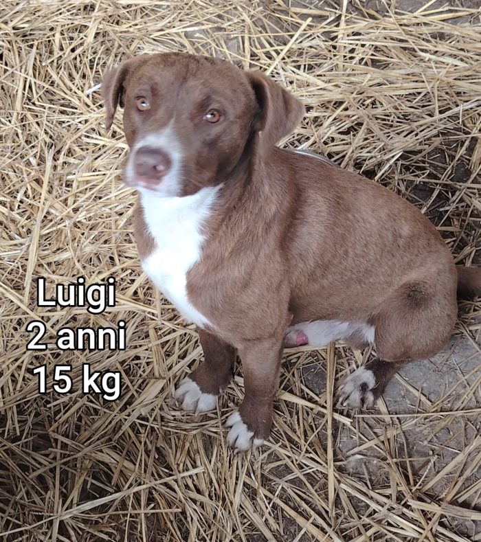 Adottate un piccolo cuore - media 7