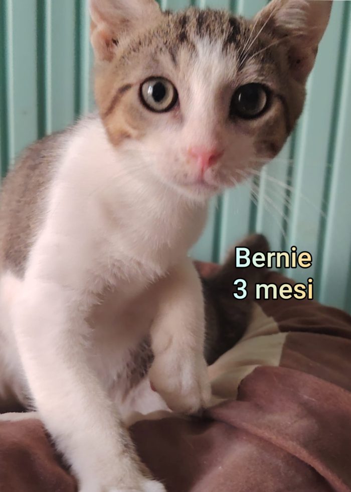 Adotta un gattino