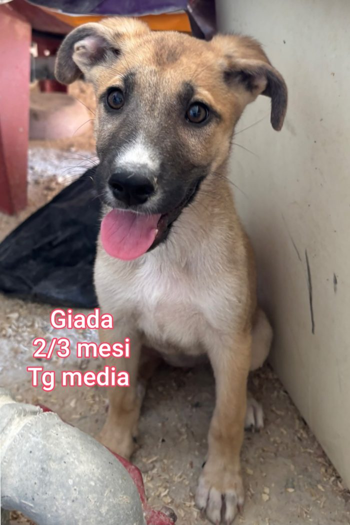 SALVA UN CUCCIOLO - media 6