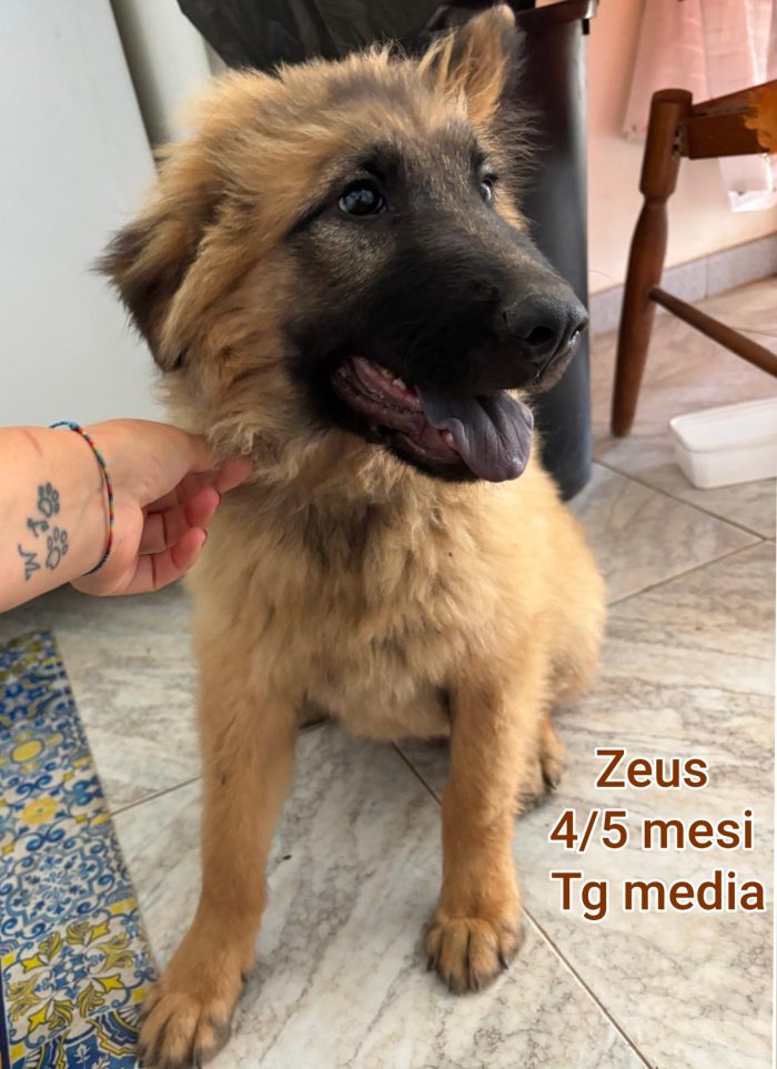 SALVA UN CUCCIOLO - media 5