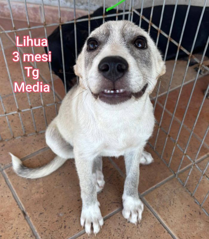 SALVA UN CUCCIOLO