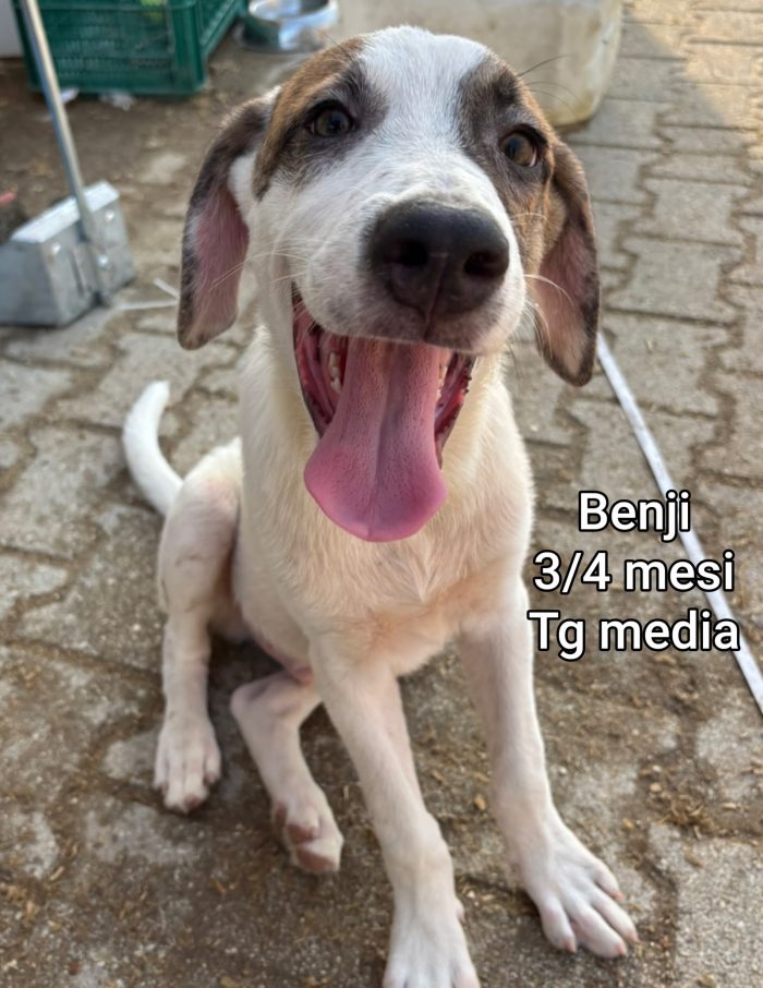 SALVA UN CUCCIOLO - media 7