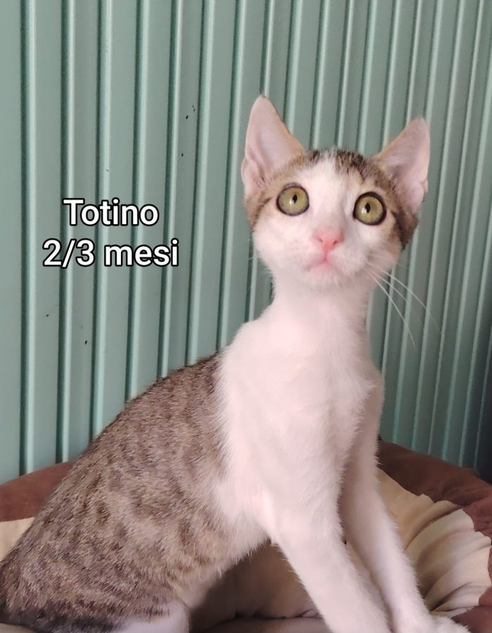 Gatti senza futuro