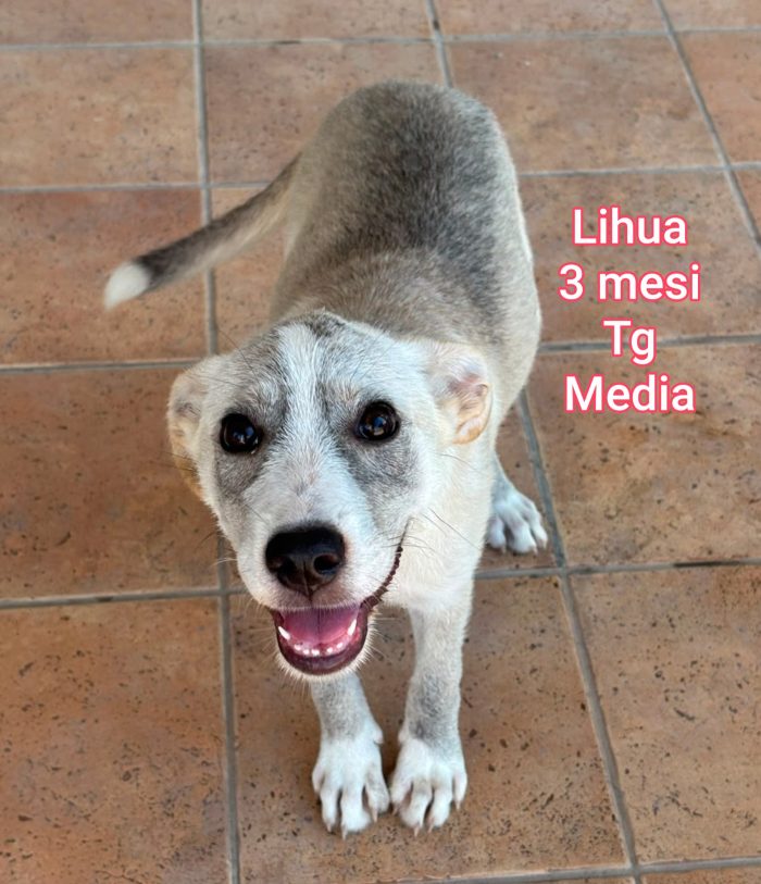 Cuccioli dai 2 mesi - media 4