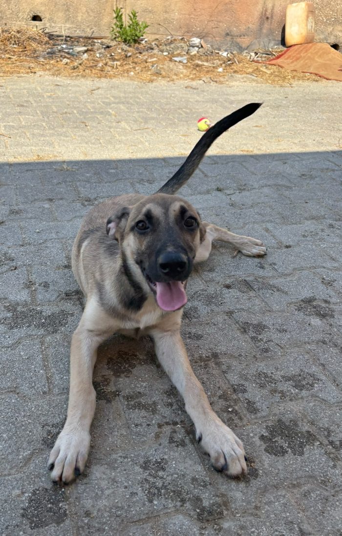 Guardami: sono solo una cucciola