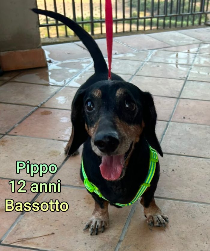 Cani di tg.piccola e mediopiccola