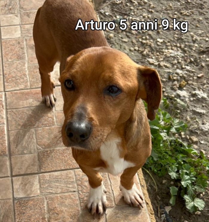 Cani di tg.piccola e mediopiccola - media 6