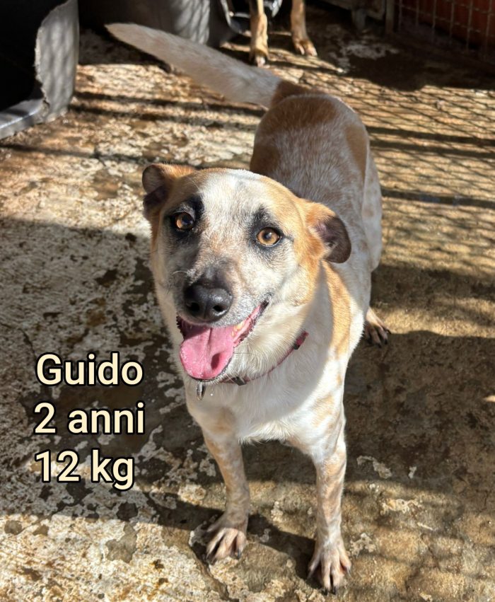 Cani di tg.piccola e mediopiccola - media 4
