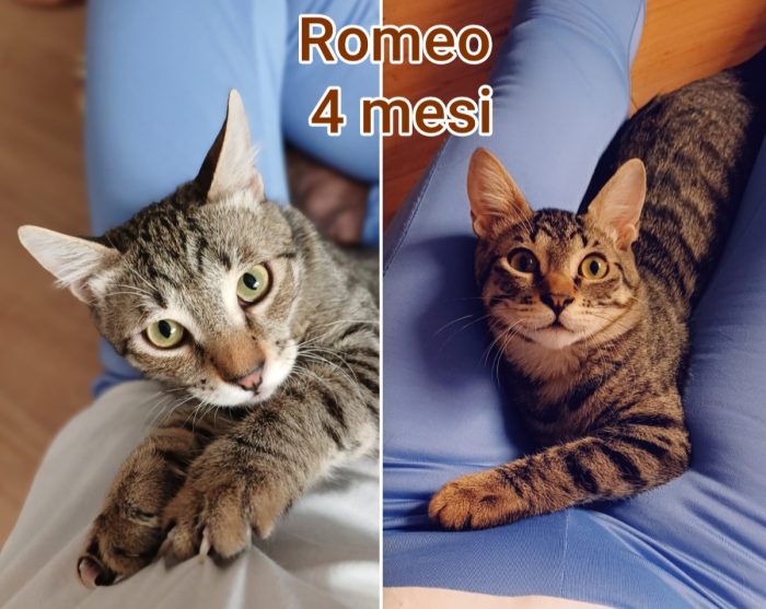 Telefona per un micetto - media 7