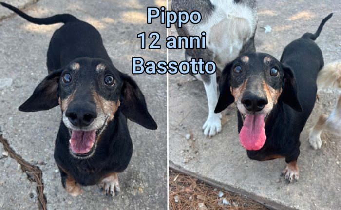 Piccolini in cerca di casa