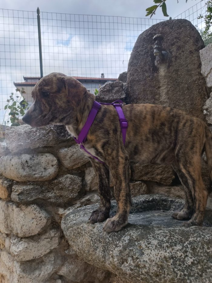Poldo meraviglioso cucciolo dal manto tigrato cerca casa