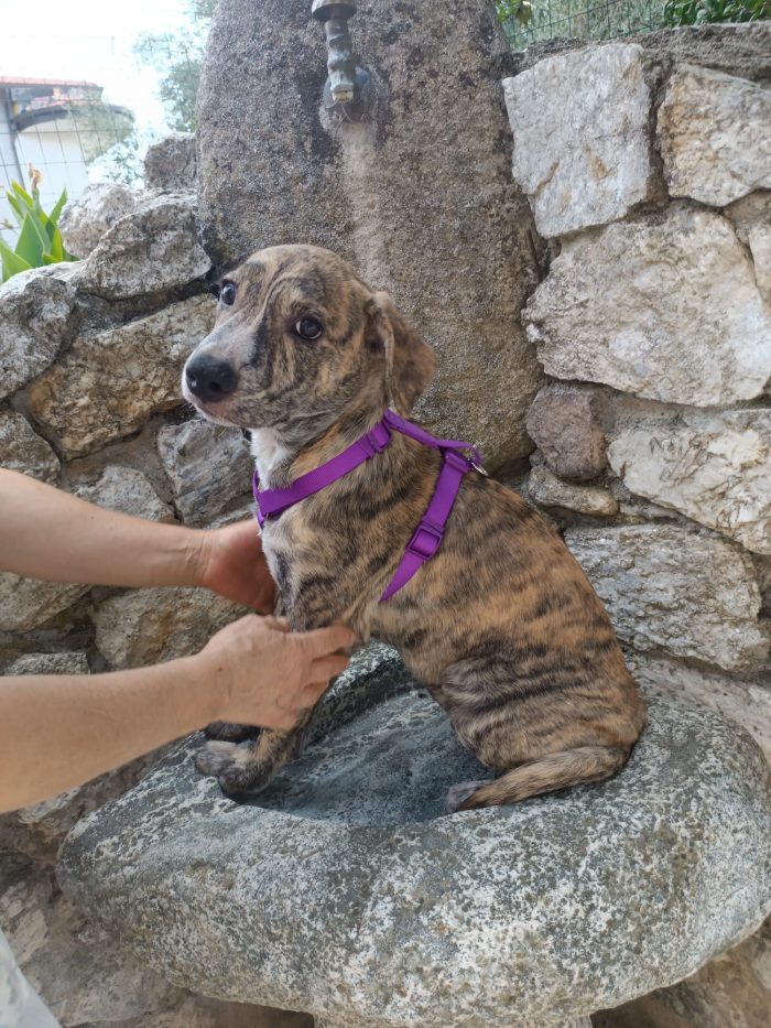 Poldo meraviglioso cucciolo dal manto tigrato cerca casa