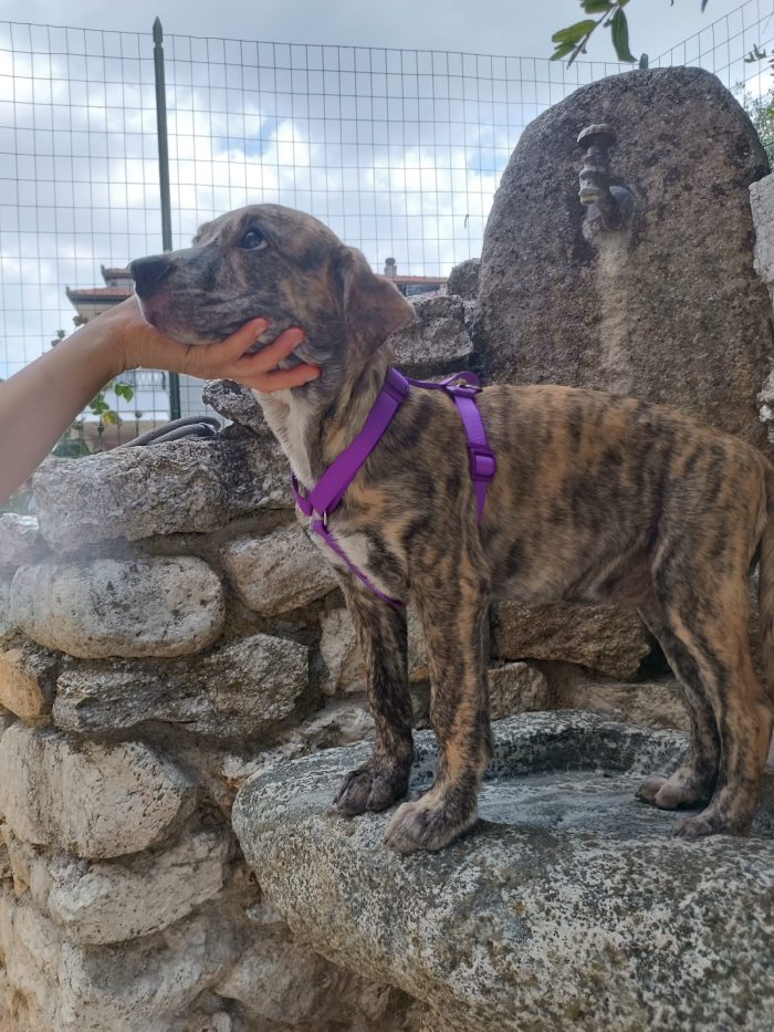 Poldo meraviglioso cucciolo dal manto tigrato cerca casa - media 8